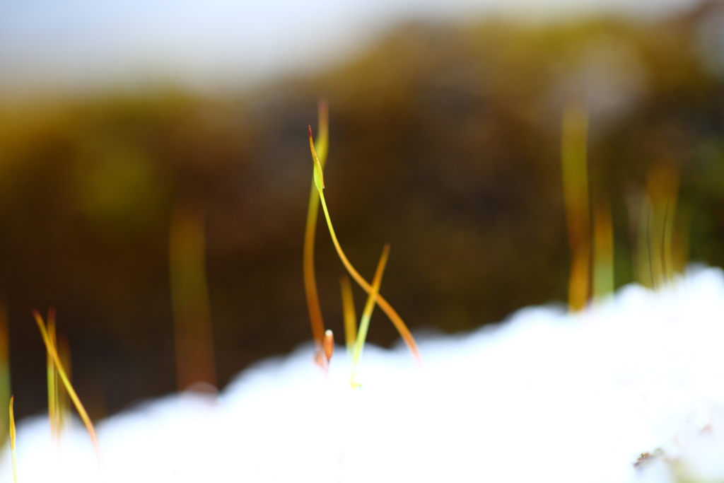 雪に萌えるⅡ