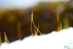 雪に萌えるⅡ