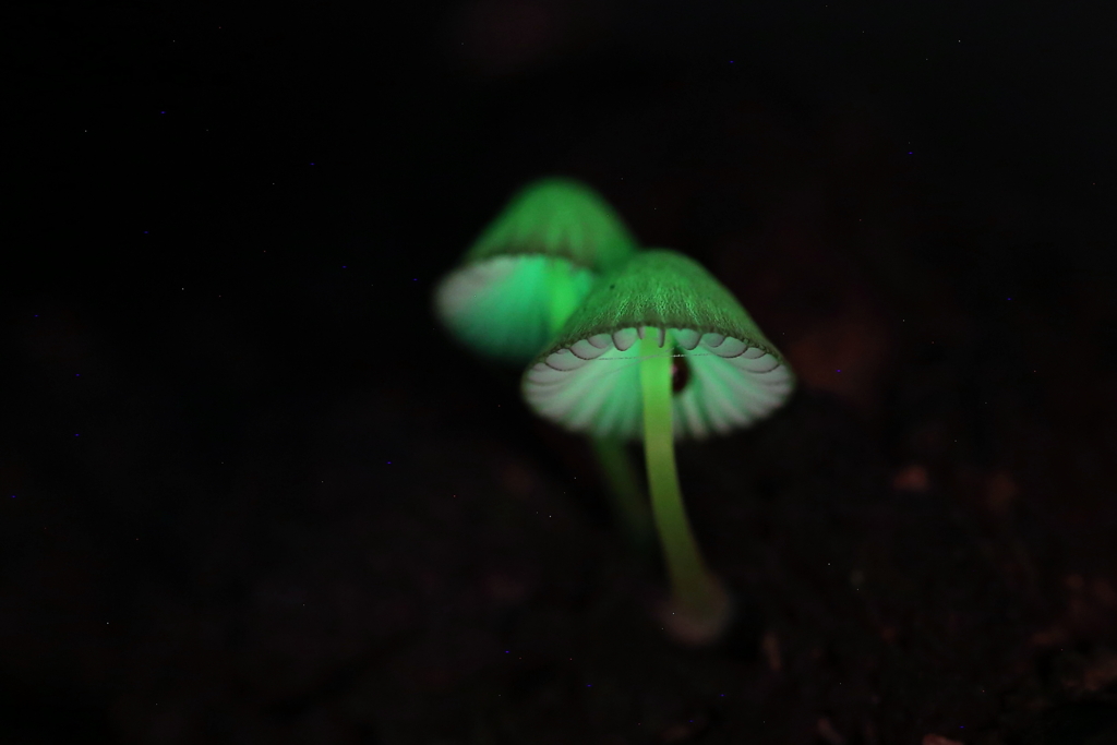 雨後の森の夜ⅱ（　＾ω＾）・・・