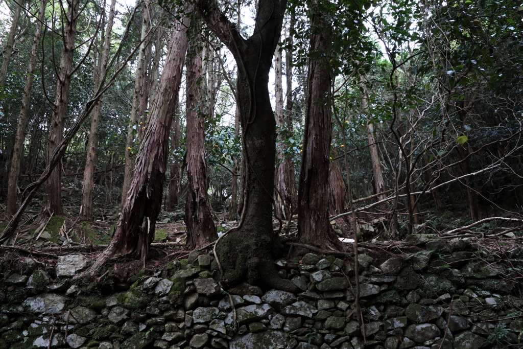 荒廃地　ⅲ