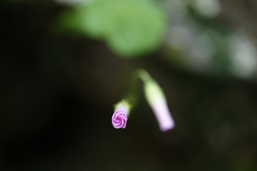 身近な花たち