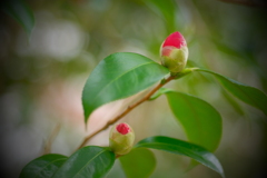 オールドマクロで　ⅱ