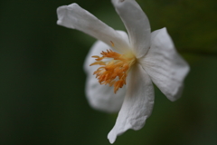 マクロで花を　ⅰ