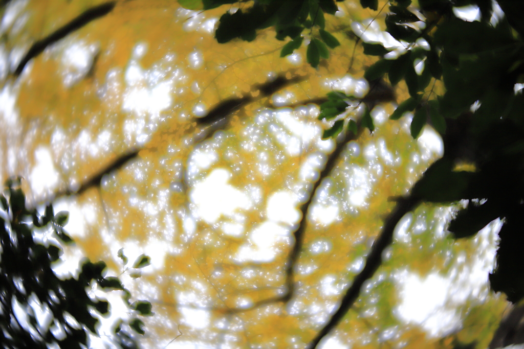 ソフトなレンズで紅葉をⅳ