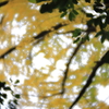 ソフトなレンズで紅葉をⅳ
