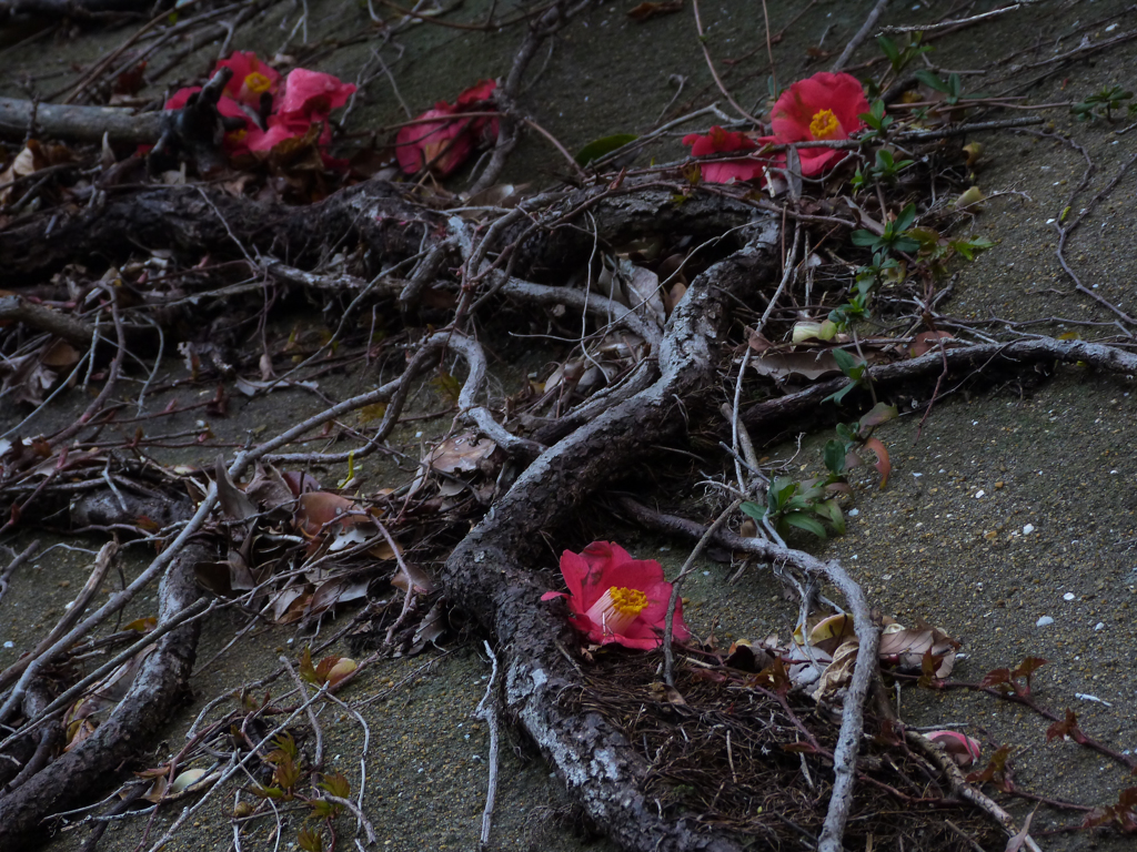 栄華の去りてⅢ