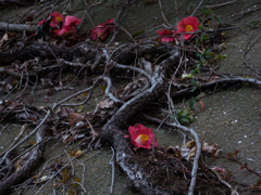 栄華の去りてⅢ