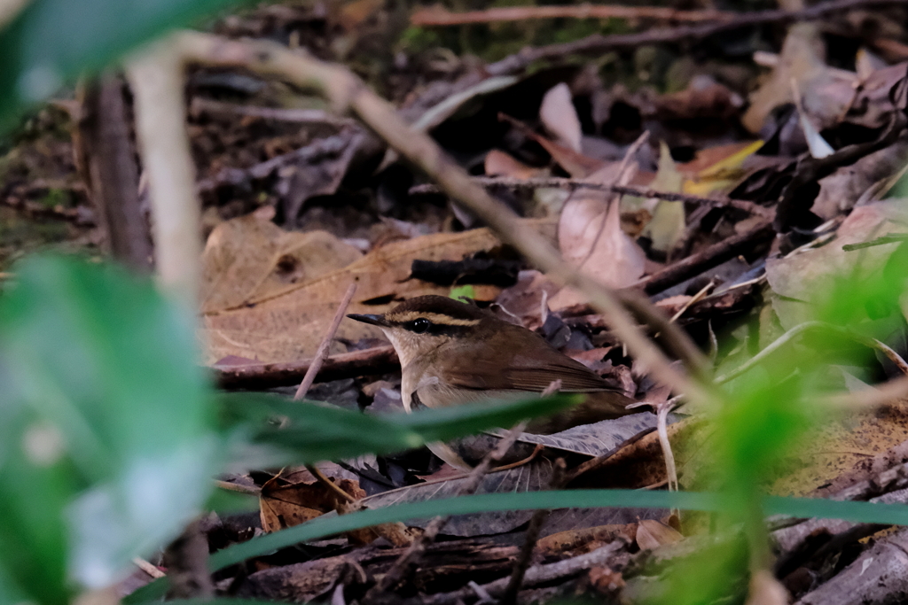 ムシクイの仲間（トリミング）