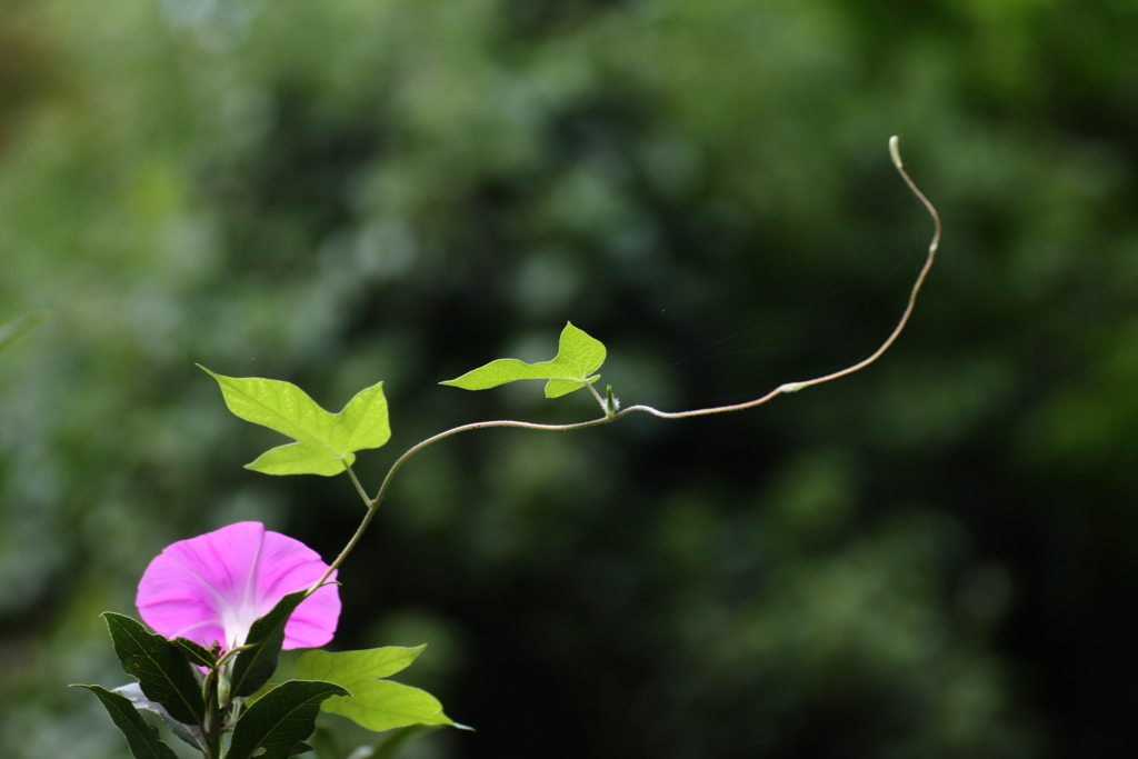 同じ花でもⅢ