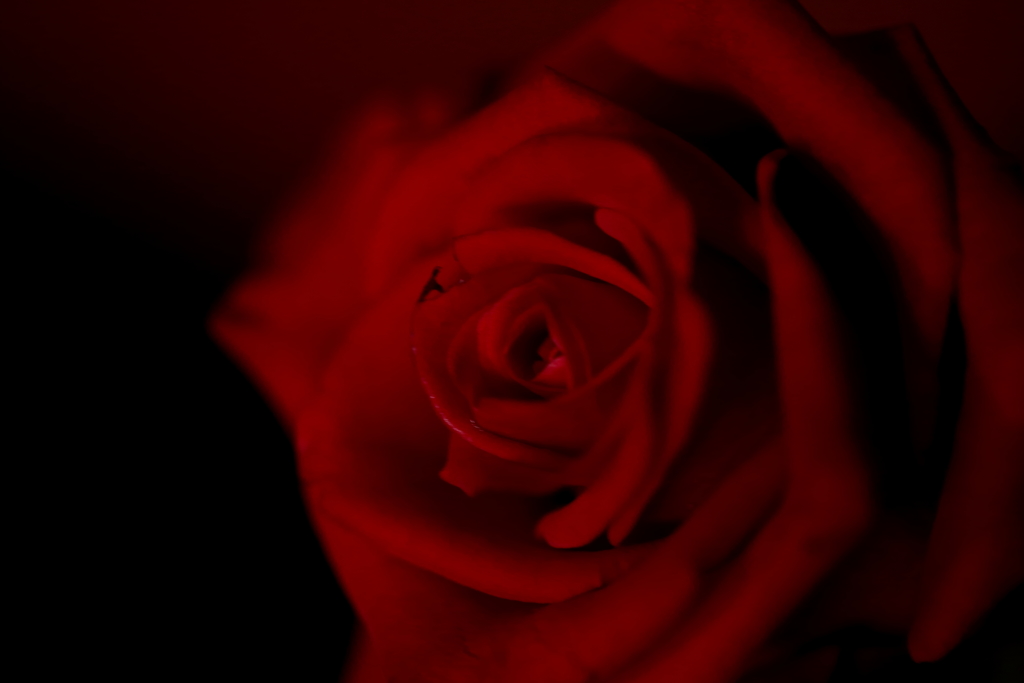 深紅　ⅱ