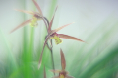 寒蘭展にて　五