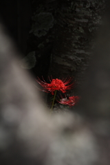 木立の隙間から