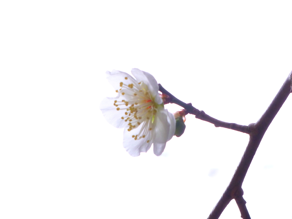 梅の花Ⅳ