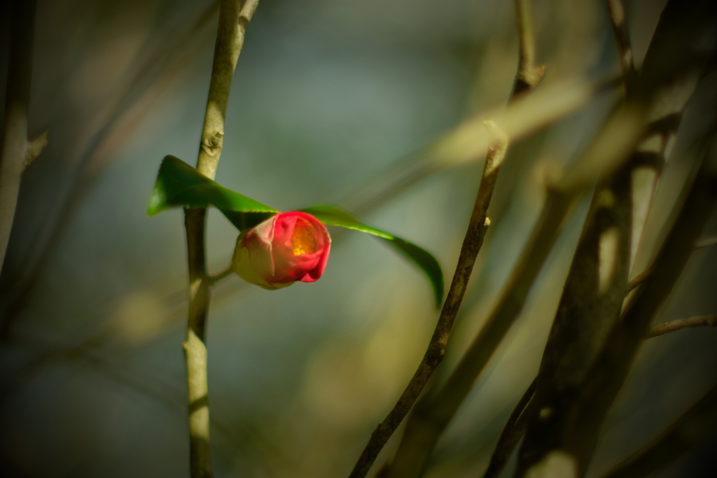 やぶ椿 f1.2　ⅱ