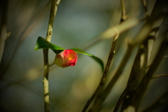 やぶ椿 f1.2　ⅱ