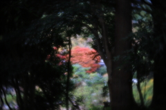 ソフトなレンズで紅葉をⅲ