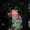 ソフトなレンズで紅葉をⅲ
