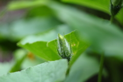 梅雨入りの庭先Ⅲ