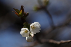 海辺の桜Ⅳ