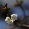 海辺の桜Ⅳ