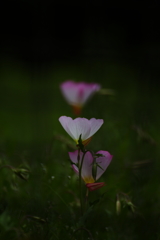 昼咲き月見草Ⅱ