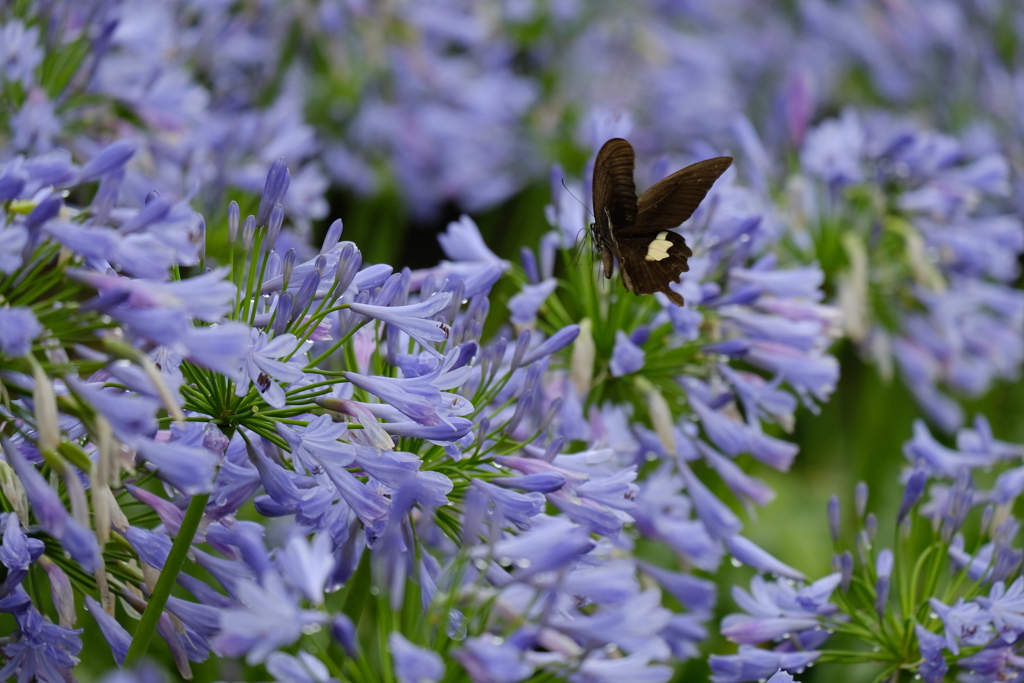 アガパンサスにアゲハ　ⅰ