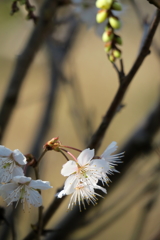 桜の花を見つけたよ！
