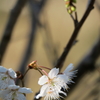 桜の花を見つけたよ！