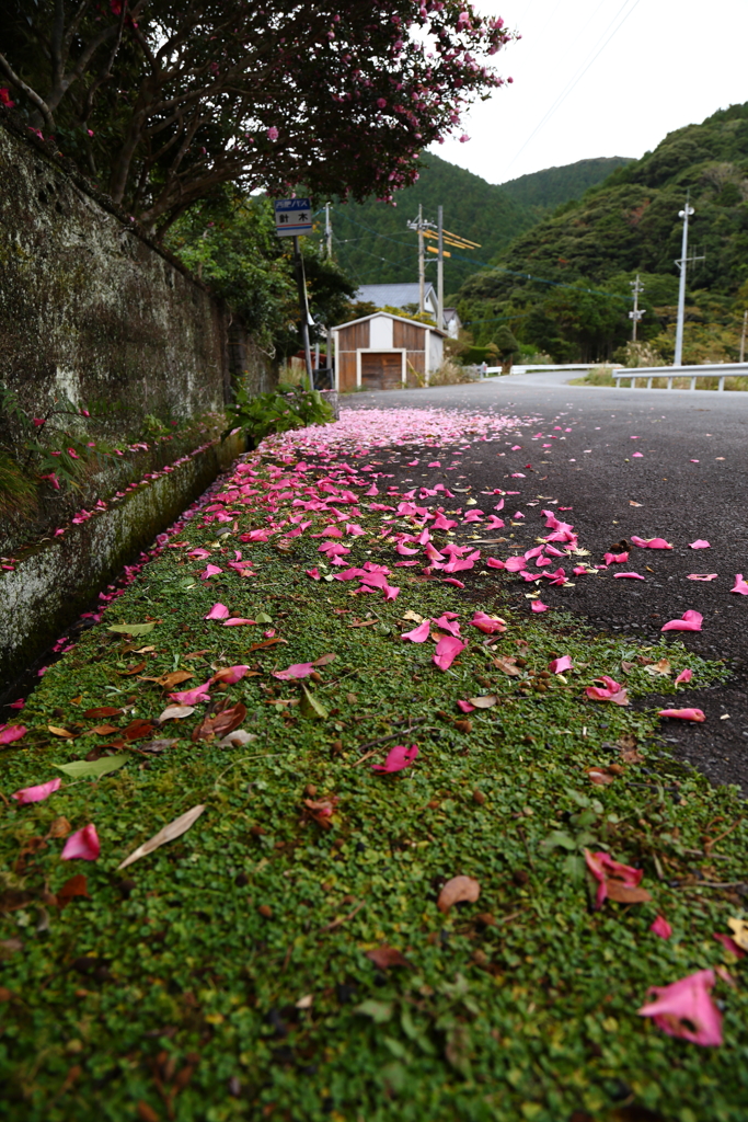 山茶花のバス停