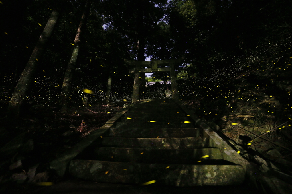 神社の姫たちⅡ