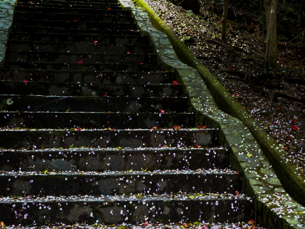 花散る石段Ⅳ