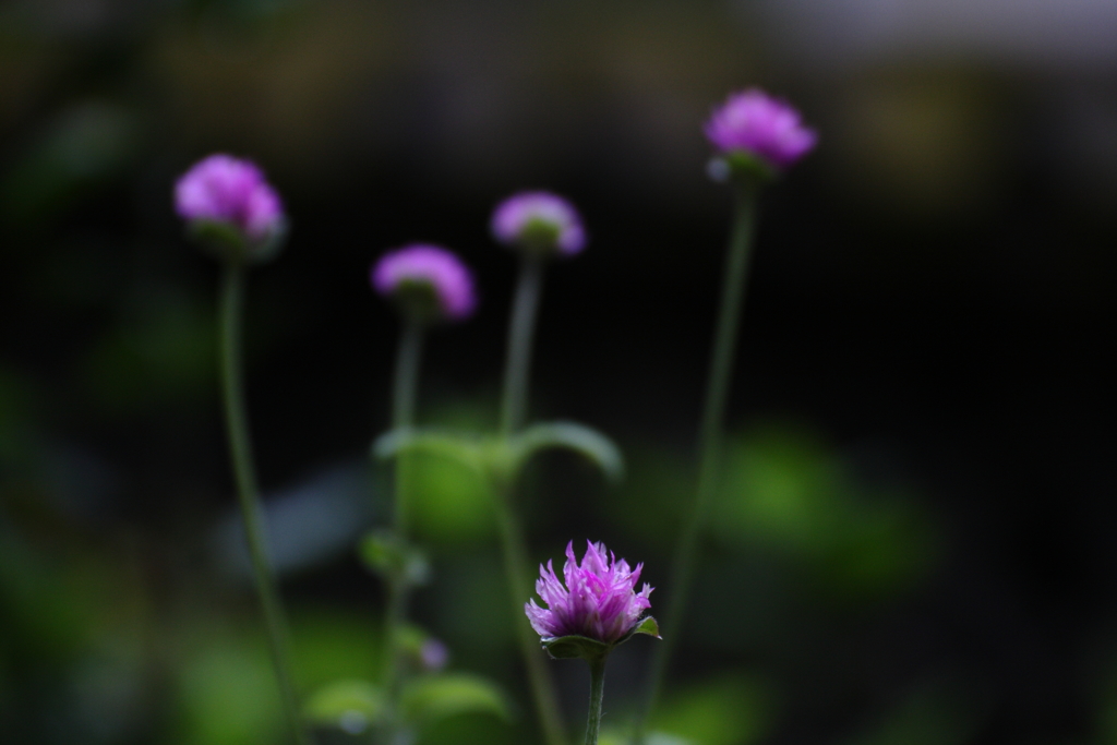 気になる花たち