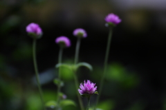 気になる花たち