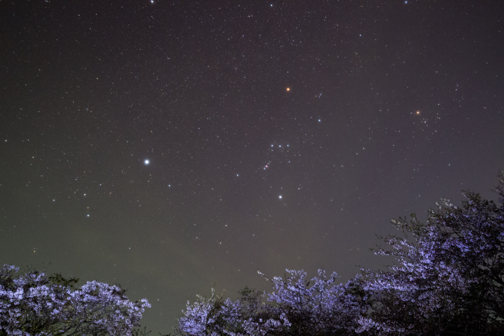 夜桜を見下ろす星座たち