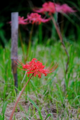 露草＆彼岸花　五