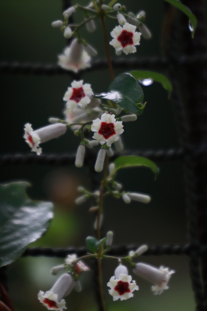 近所のモデルさん　ⅵ