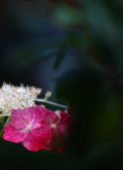 紫陽花