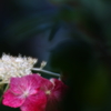 紫陽花