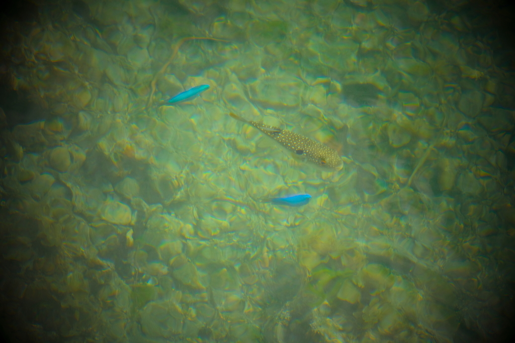 碧い鳥の代わりに　ⅰ