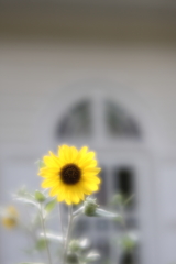 ソフトなレンズでⅣ