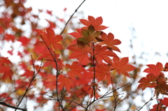 島の紅葉Ⅱ