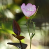 昼咲き月見草Ⅳ