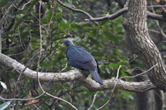 島の珍鳥　壱