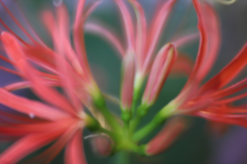 曼珠沙華　参