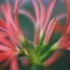 曼珠沙華　参