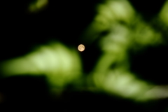 昨夜のお月さまⅡ