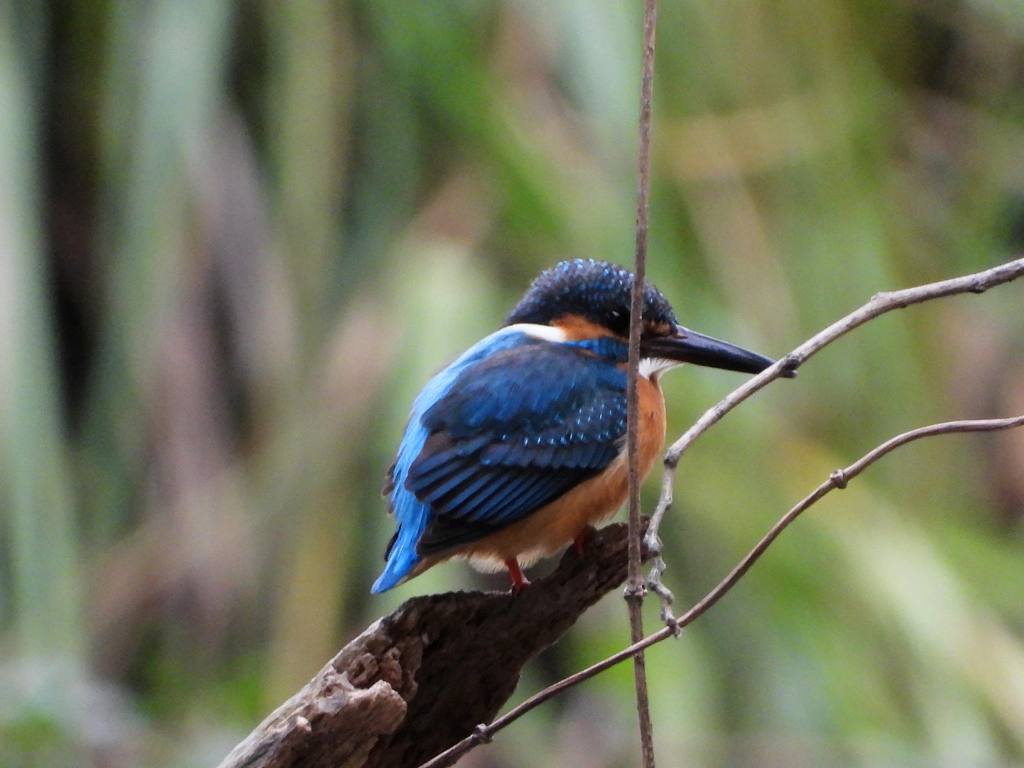 鳥撮りの日　ⅳ