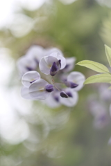 オールドレンズで