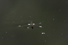 徒然なるままに　壱