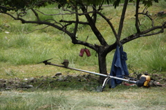 午後のひと時Ⅲ